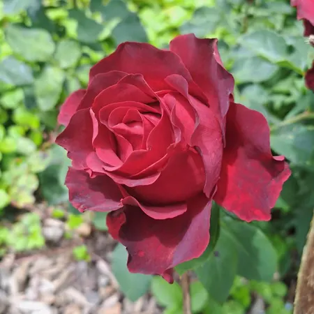 Apartament Prestlhof